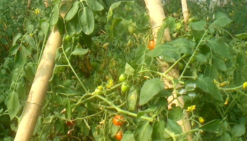 পলিনেট হাউজে টমেটো চাষে লাভবান টাঙ্গাইলের রুমা 6 13 8