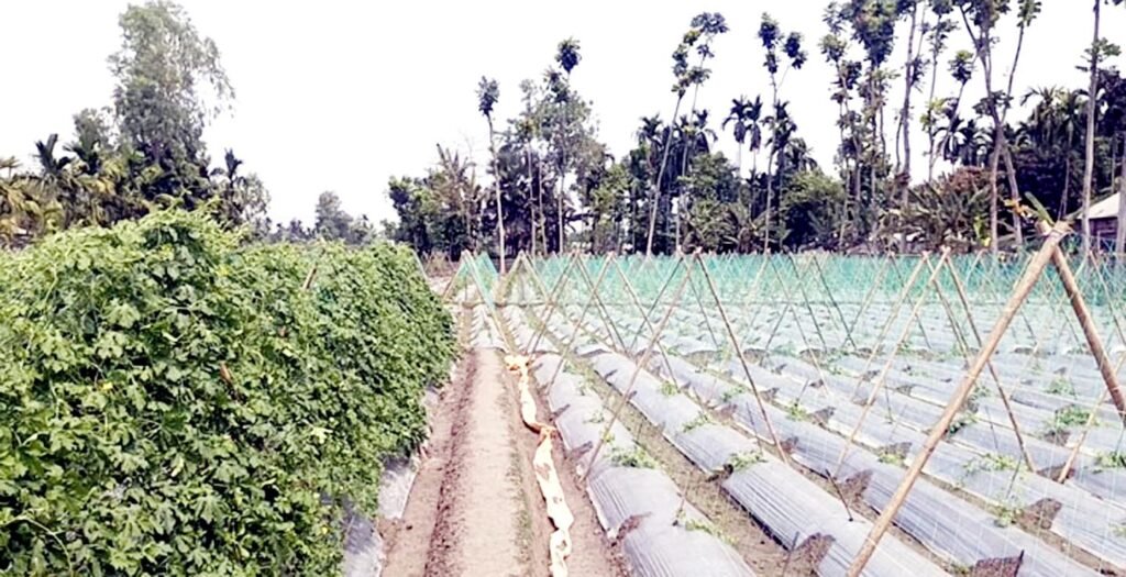 বিষমুক্ত সবজি চাষে বদলে যাচ্ছে গ্রামীণ কৃষি 4 15 5
