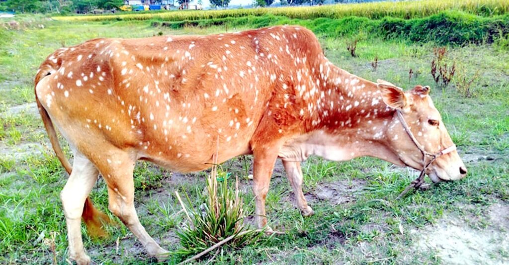 কৃষিনির্ভর গ্রামীণ জীবনযাত্রার প্রতীক গরু 3 16 5
