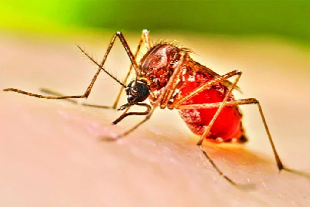 ডেঙ্গুতে এক দিনে আক্রান্ত হয়ে ৩৫২ জন হাসপাতালে, মৃত্যু ১ 7 13 7