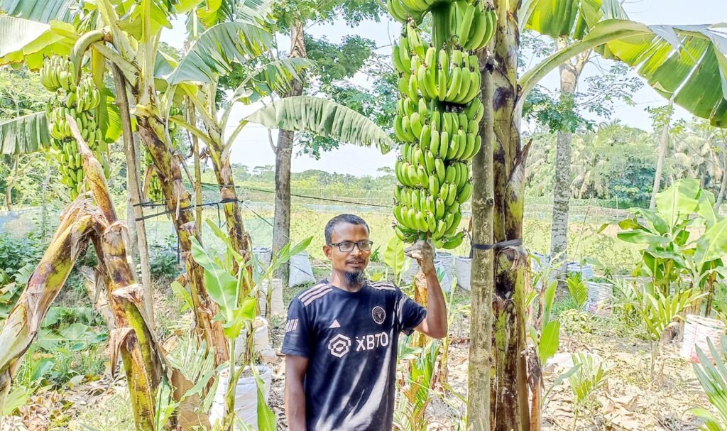 মোরেলগঞ্জে জি-৯ কলা চাষে সাফল্য 6 2