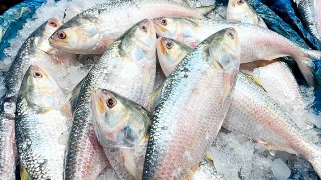 এক কেজি ইলিশ আড়াই হাজার টাকা 10 3 19