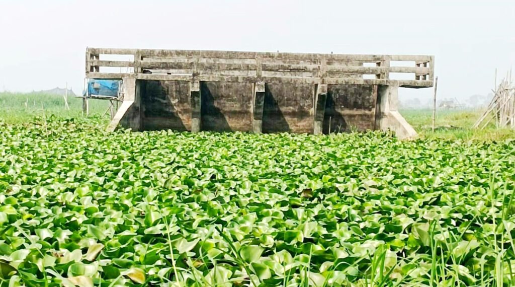 যশোরের ভবদহ অঞ্চলে পানি নিঃস্কাশনের গলার কাঁটা হয়ে দাড়িয়ে একটি অপরিকল্পিত স্লুইচ গেট 7 4 24