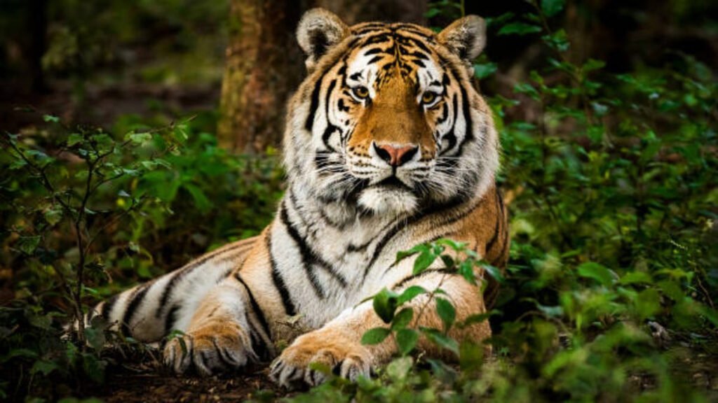 বাঘের সংখ্যায় আত্মতৃপ্তি থাকলেও চ্যালেঞ্জ অনেক, আবাসস্থল সংরক্ষণে কঠোর ব্যবস্থাপনা জরুরি 10 3 27