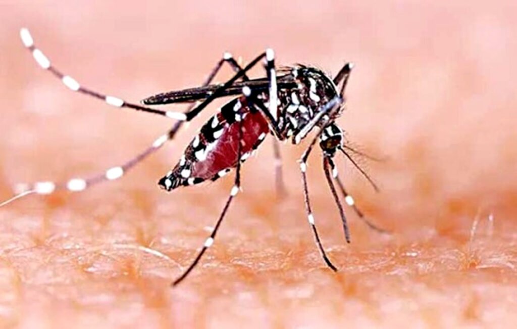 খুলনায় ডেঙ্গুতে শিশুর মৃত্যু 3 3 6