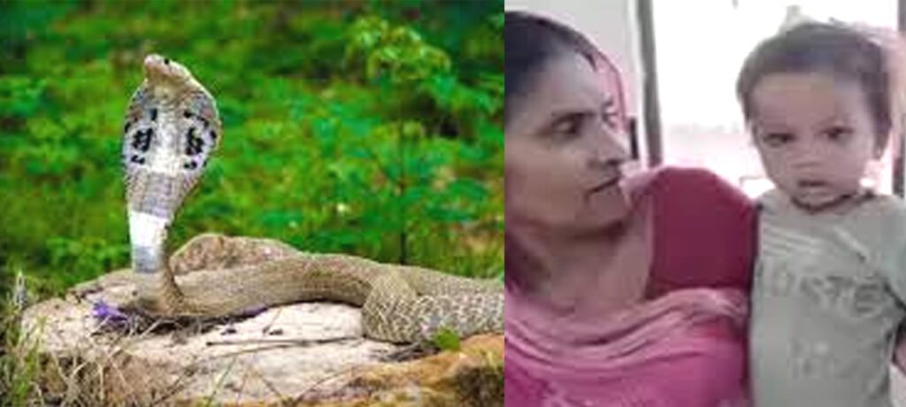 এক বছর বয়সী শিশুর কামড়ে কোবরা সাপের মৃত্যু 4 5 25