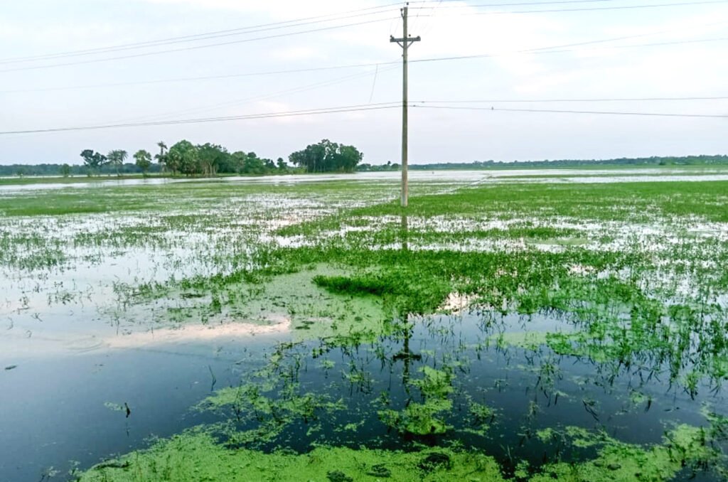 আশাশুনিতে স্লুইচগেটে বাঁধ, ২ হাজার বিঘা জমির বীজ তলা নষ্ট 8 6 18