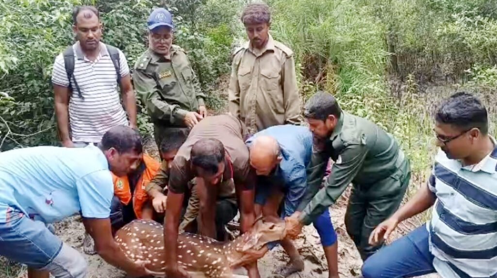 শিকারীদের ভয়ে পালিয়ে হরিণ সাতক্ষীরার গ্রামে 6 1 5