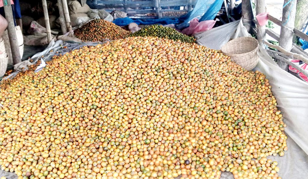 বাধালে জমে উঠেছে আগাম সুপারি হাট 3 3 3