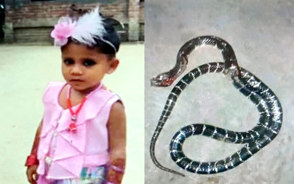নড়াইলে সাপের কামড়ে ৪ বছরের শিশুর মৃত্যু 2 5 25