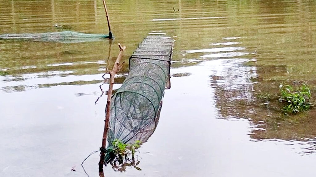 কালীগঞ্জে নদী-খালে-বিলে অবৈধ চায়না দুয়ারী জাল, হুমকির মুখে দেশীয় প্রজাতির মাছ 10 6 3