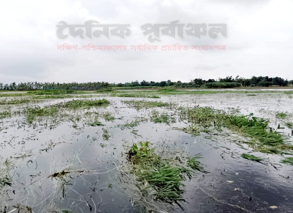 দৌলতপুরে বন্যায় ১ হাজার ৩শ’হেক্টর জমির ফসল ক্ষতিগ্রস্ত 1 44