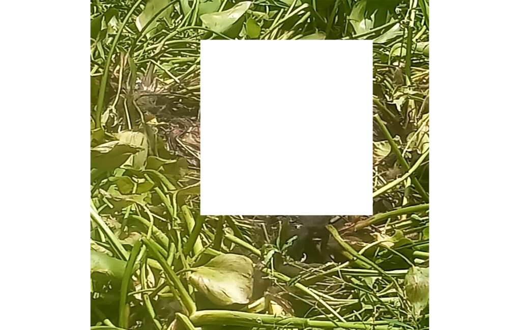 5 2