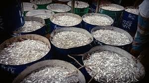 রামপাল মৎস্য অবতরণ কেন্দ্রে দীর্ঘ ৮বছর মাছ ক্রয় বিক্রয় বন্ধ 5 5 9